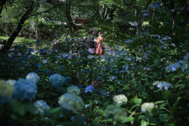 紫陽花に囲まれて
