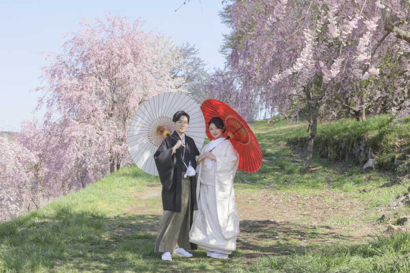 紅白の和傘と桜。