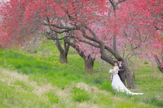 桜と桃の花と菜の花と