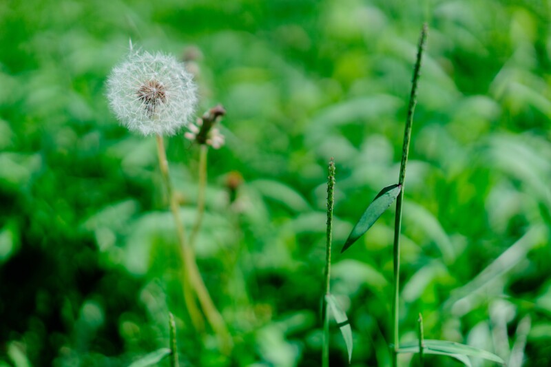 一輪のたんぽぽ