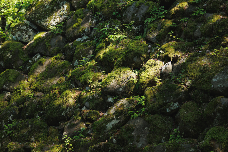 苔むした石垣