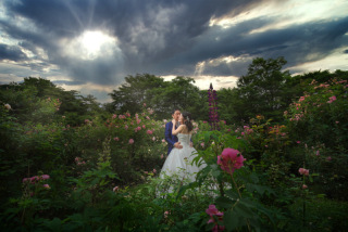 タリアセンのローズガーデンも綺麗♪