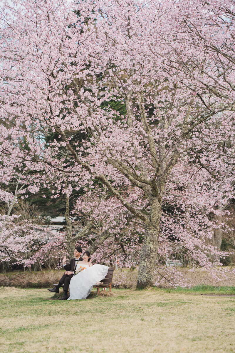 桜一面に