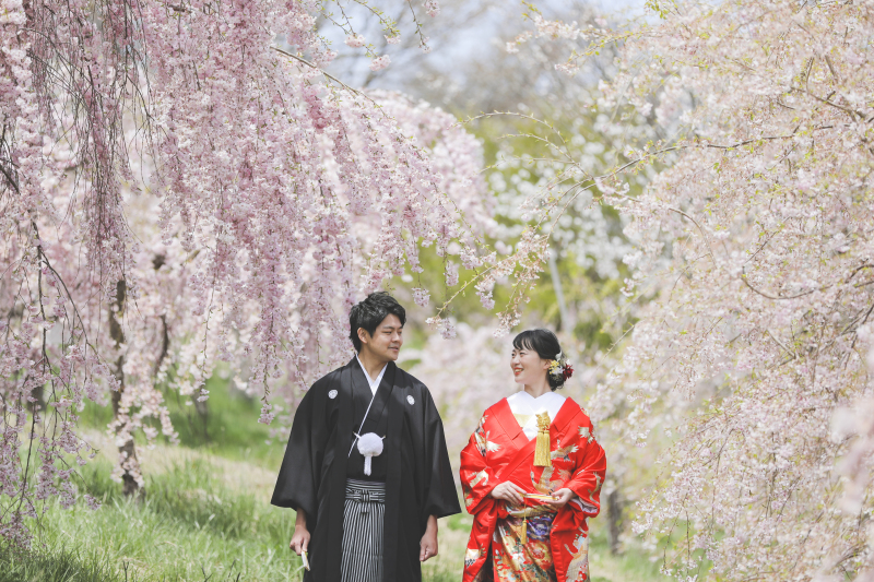 満開の枝垂れ桜