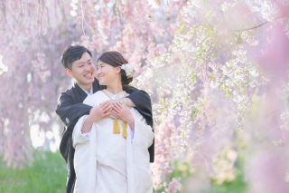 一面の枝垂れ桜　photo by谷澤明美