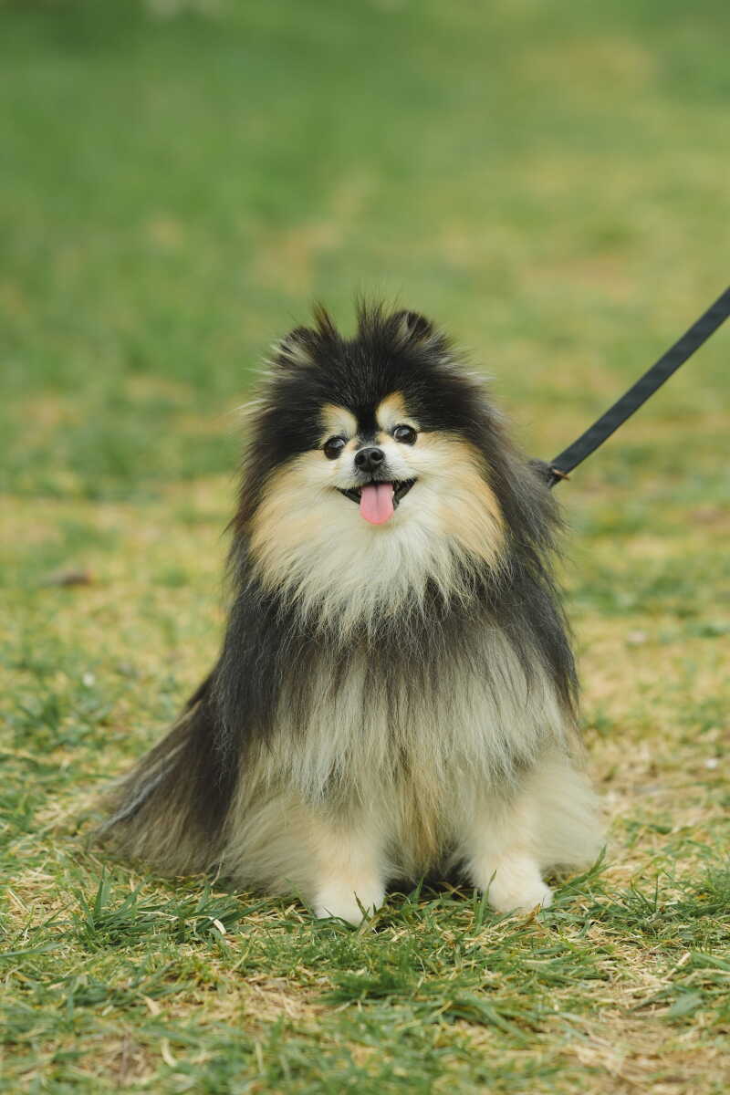 意外と難しいワンちゃん撮影