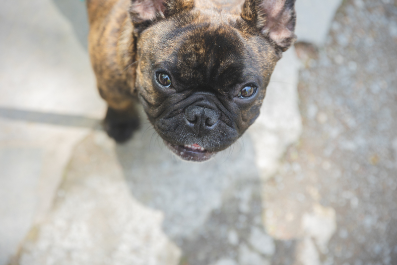 上目遣いを身につけておる。