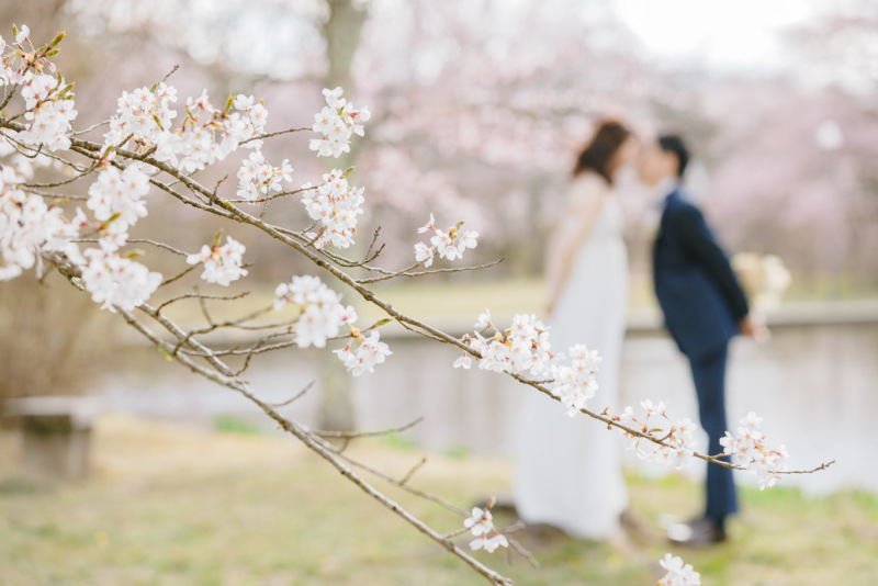 ここからはメインの桜です！