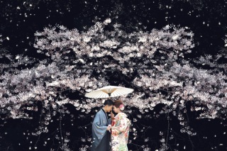 桜が舞い散る日の撮影です。いい曇り具合で背景もおちており、素敵な1枚になりました。海外のコンテストで銀賞をいただきました。