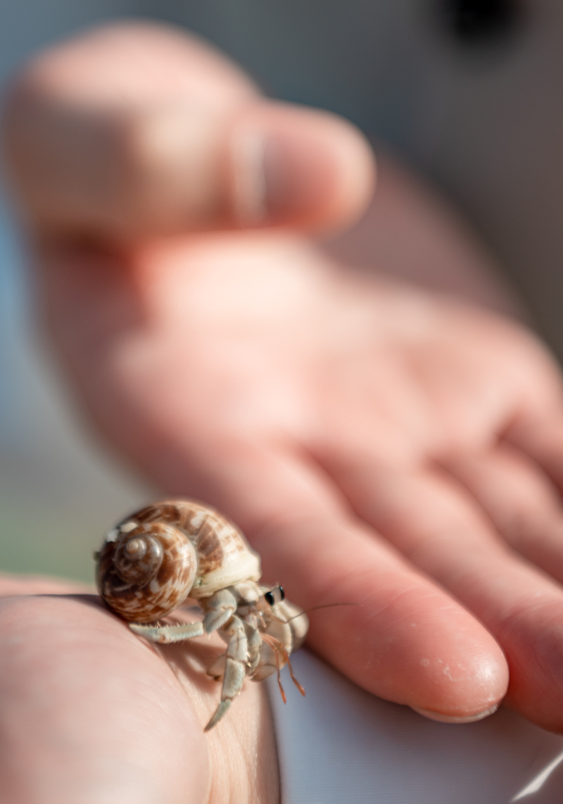 ヤドカリと一緒に
