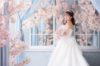 咲き誇る桜が祝福するように