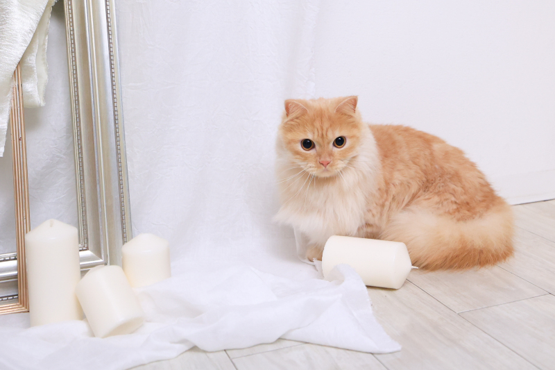 ソロショットもぱしゃり