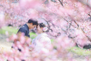 河津桜×スタジオ撮影