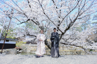 レース打掛×桜ロケーション