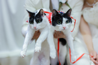 ペットと撮影♩