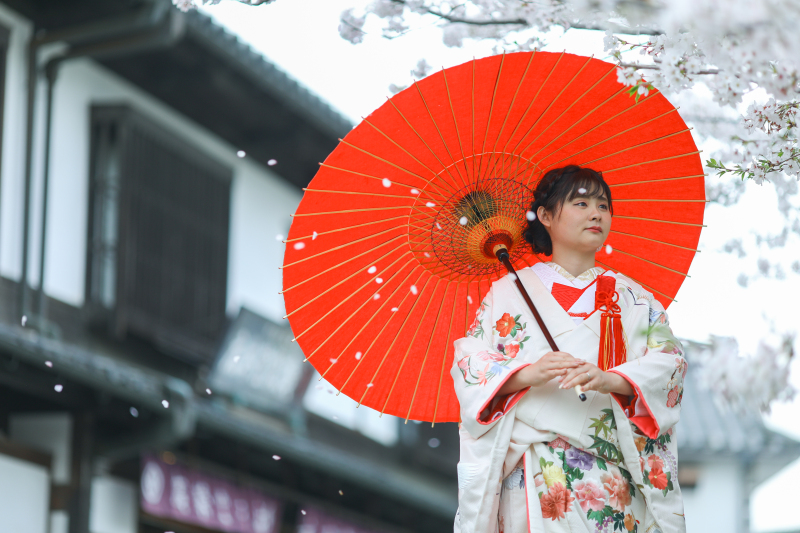 和傘と色打掛と桜