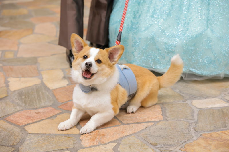 ワンちゃんも一緒♡リンクコーデ