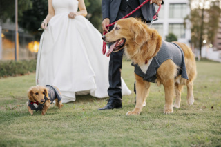 愛犬も祝福！心温まるフォトウェディング｜ウェディングドレス◇ペット◇イルミ