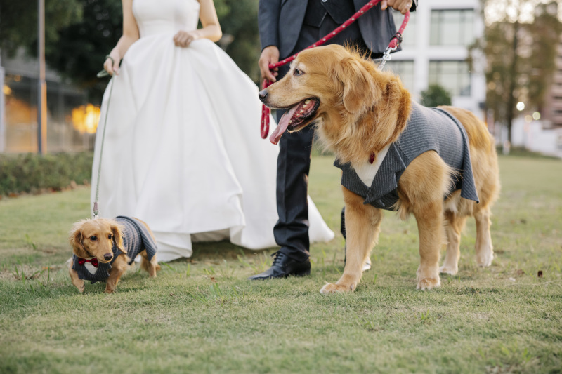 愛犬も祝福！心温まるフォトウェディング｜ウェディングドレス◇ペット◇イルミ
