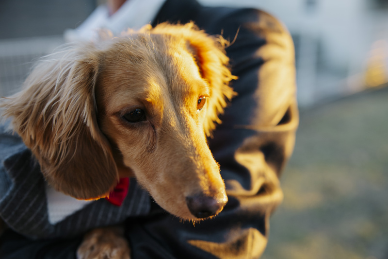 夕陽に包まれる温かなまなざし