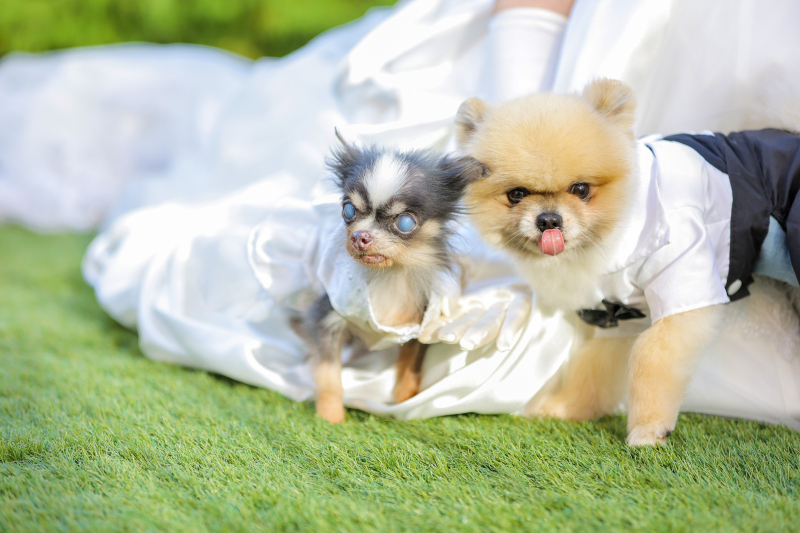 ワンちゃんたちもおめかし✷