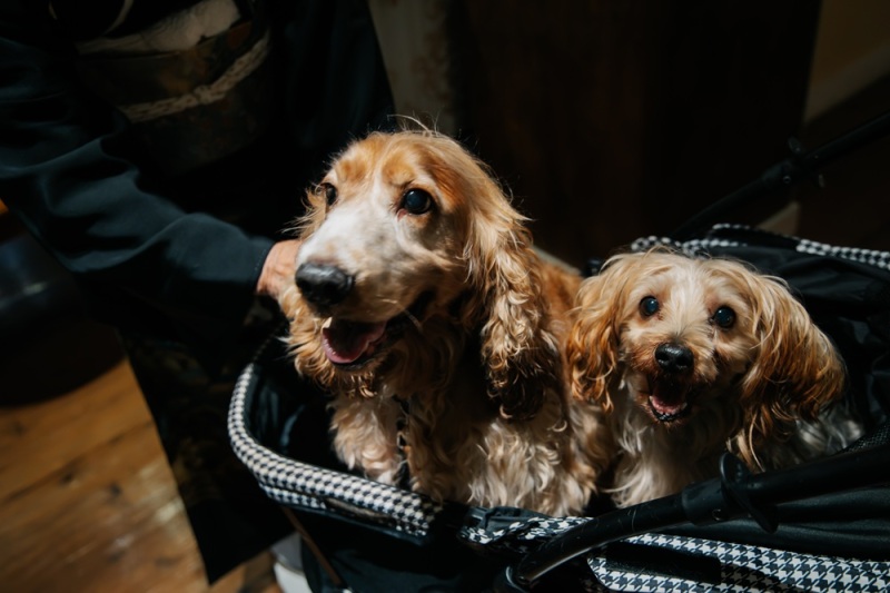 わんちゃんの出番待ち！