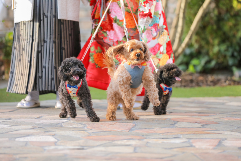 PHOTO WEDDING FLEUR_ペットと一緒に撮影できる