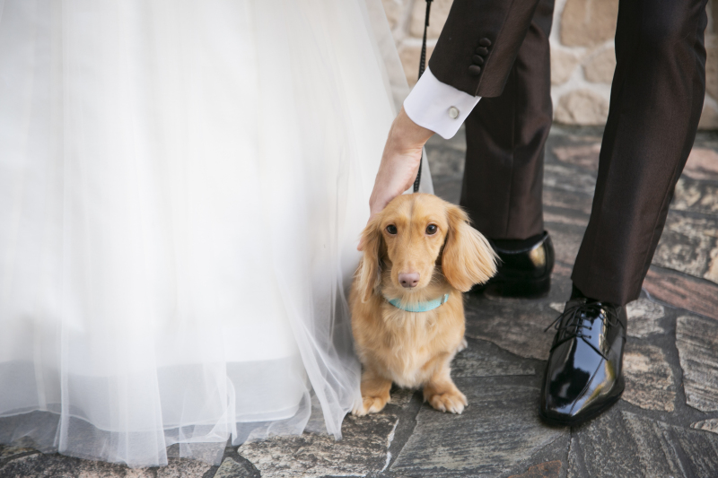 PHOTO WEDDING FLEUR_ペットと一緒に撮影できる