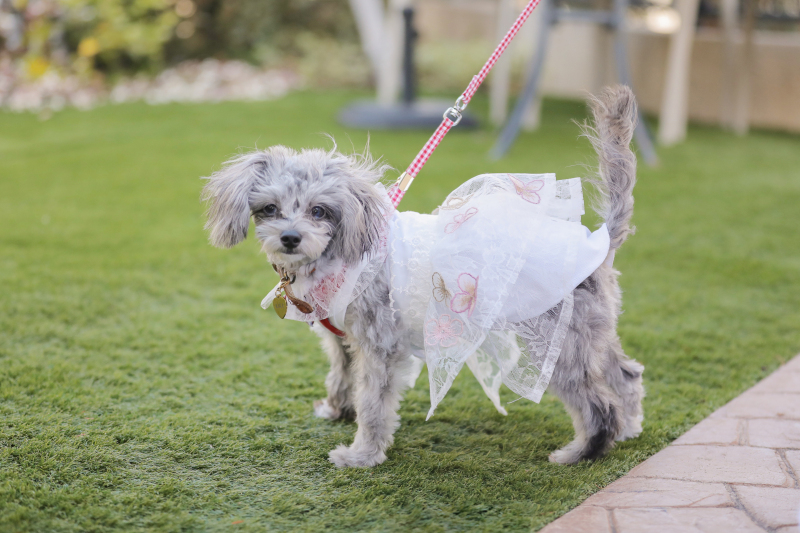 ペットもとびっきりのおしゃれを♪