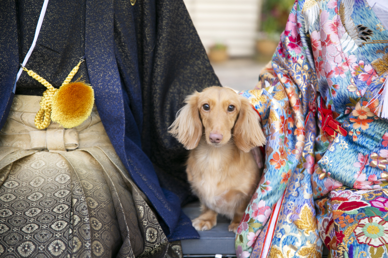 PHOTO WEDDING FLEUR_ペットと一緒に撮影できる