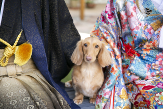 ペット撮影プラン撮影データ