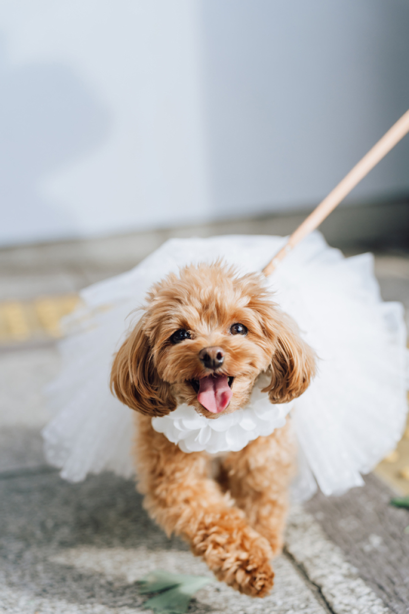 ワンコもドレスで