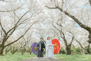 桜時期での昭和記念公園　白無垢ロケーション撮影