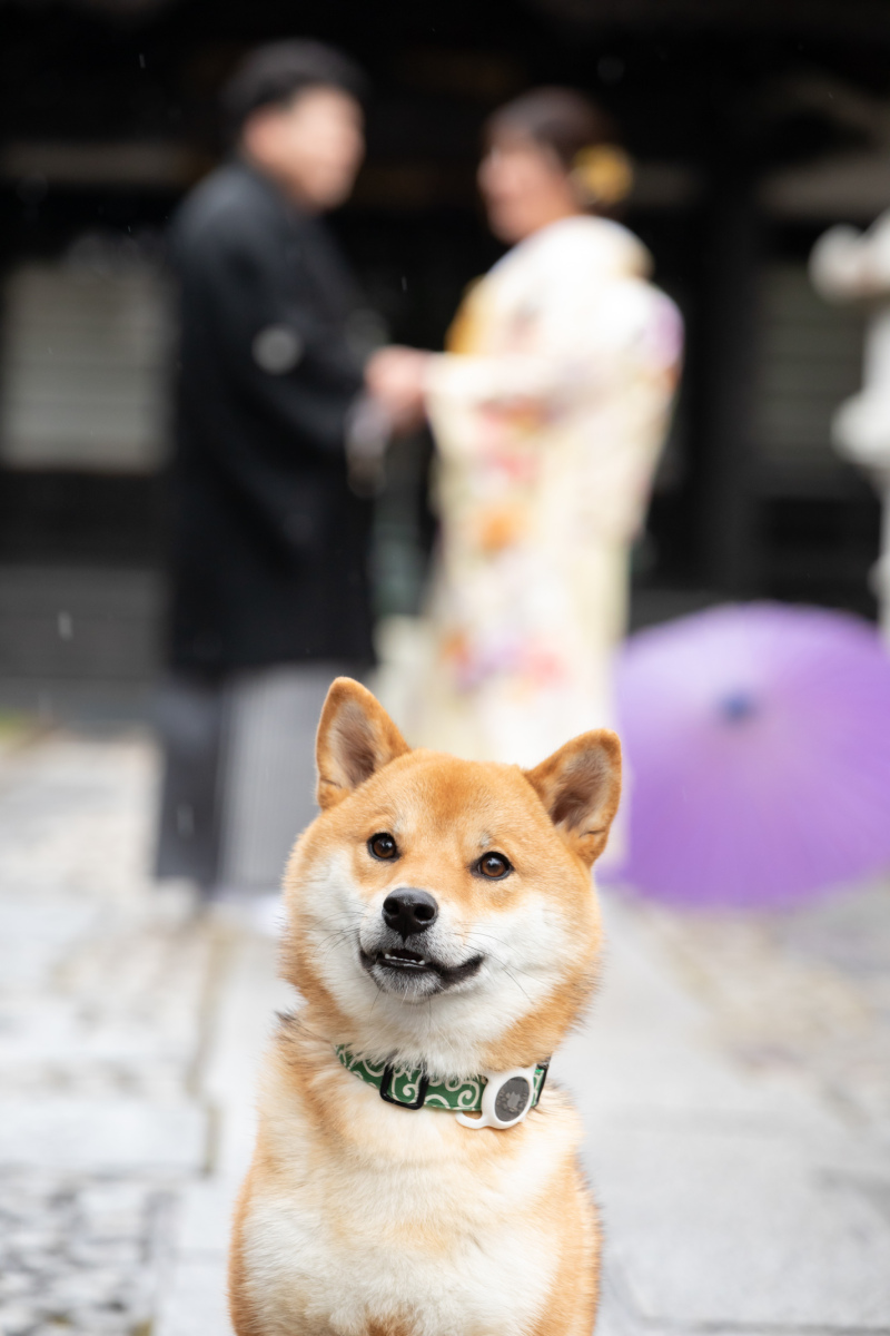 わんちゃん越しに