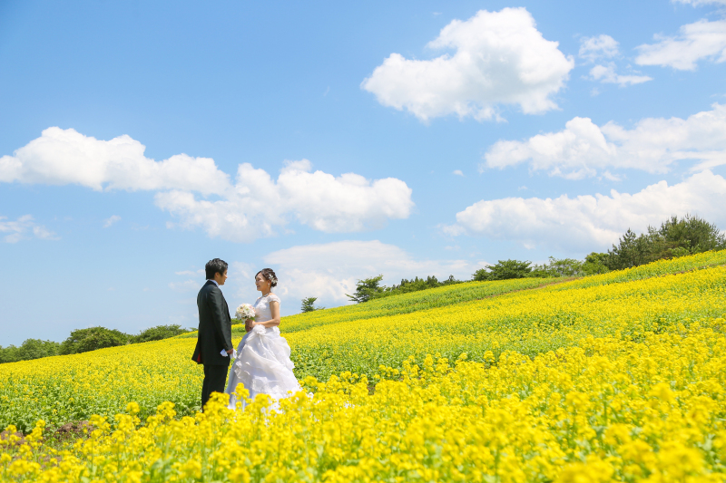 満開の菜の花畑