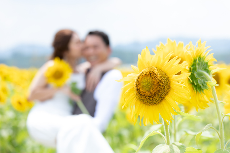 夏ならでは！ロケーションフォト　ひまわり畑
