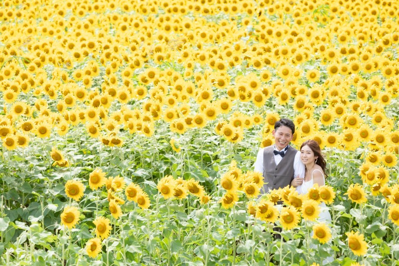 満開！ひまわり畑