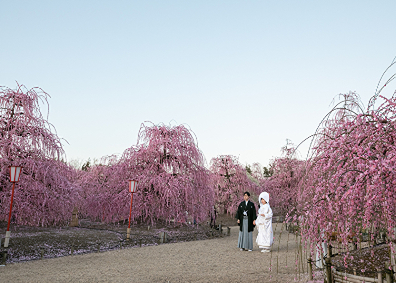 満開の梅と綿帽子