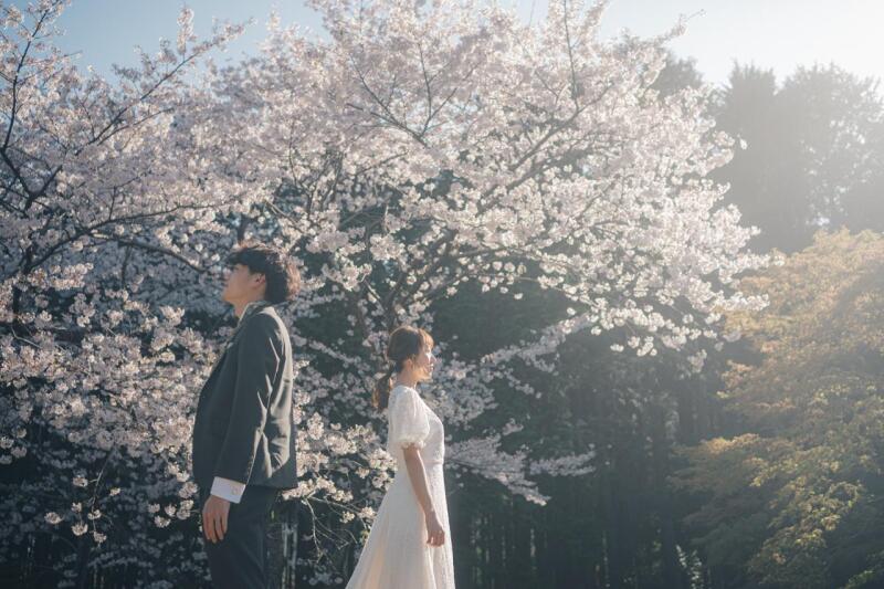 桜×森林×ドレス