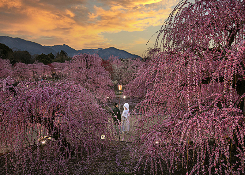 梅ロケーション撮影