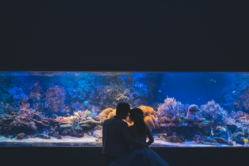 【鳥羽水族館撮影プラン】ドレス×鳥羽水族館でのロケーション撮影
