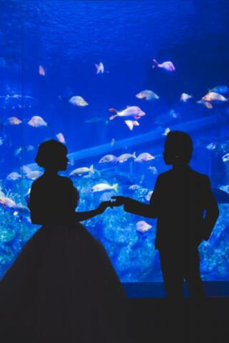 【鳥羽水族館撮影プラン】ドレス×鳥羽水族館でのロケーション撮影