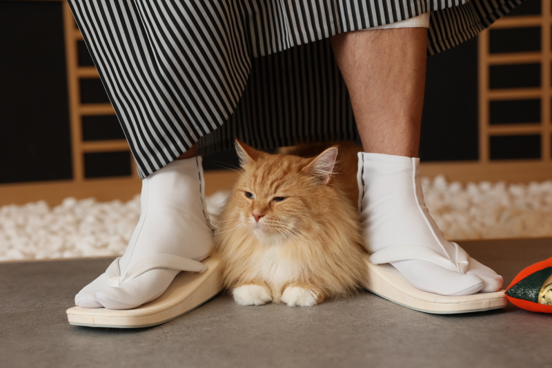 恥ずかしがりやな猫ちゃん