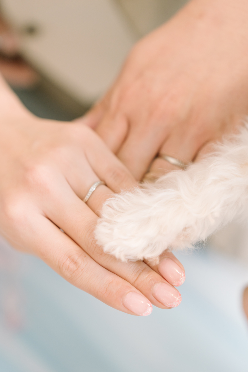 Photo Maison écrin 新宿店_ペットと一緒に撮影できる