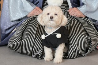 【5月6月撮影限定！通常価格より期間限定5万円OFF】ペットプラン♡和洋２着&times;スタジオ撮影｜アルバム12P付き