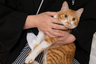 猫ちゃんと一緒に