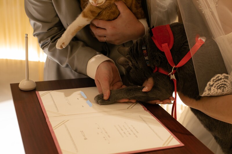 ねこちゃんと一緒に