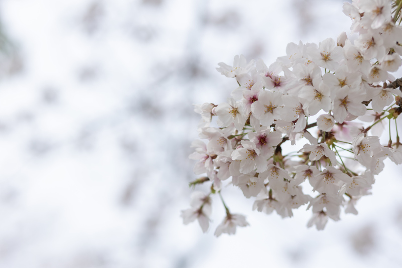 ありがとうございました