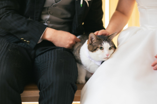 【洋装2点】猫と一緒に