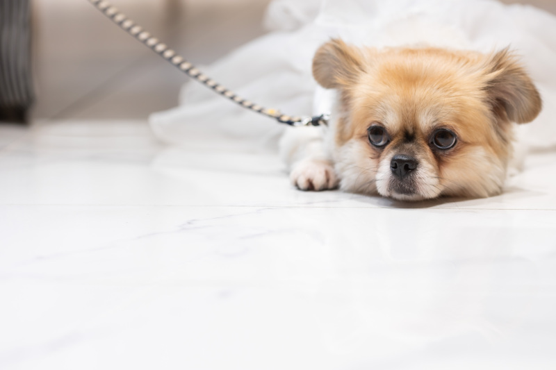 【和装・洋装・洋装　3着】愛犬と一緒に